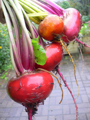 candy stripe and golden beetroot from the bottom of the garden