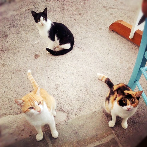 Cats at Elafonisos