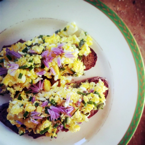 Scrambled eggs on toast with garden herbs