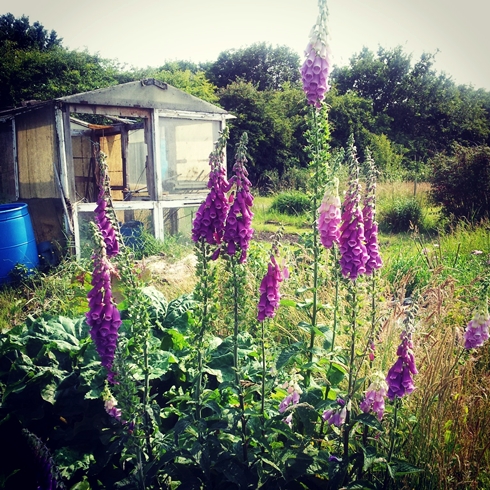 Foxgloves on the allotment